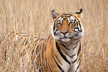 Tiger In Habitat