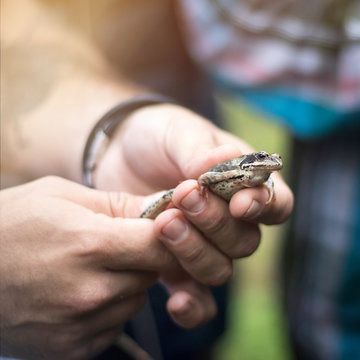 Men's hands hold a frog in the hands of the forest