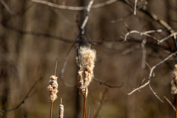 The broadleaf cattail,bulrush, common bulrush, common cattail, great reedmace, cooper's reed, native plant species in America.The wind carries the seeds to the surroundings.