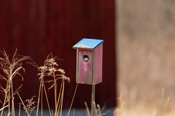 Bird. Tree swallows occupy their birdhouse when  return from the south