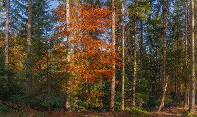 Autumn forest trees thicket in the mountains