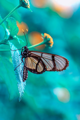 Naklejka na ściany i meble Closeup beautiful butterfly in a summer garden