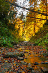 Autumn forest trees thicket in the mountains