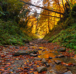Autumn forest trees thicket in the mountains