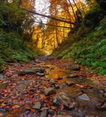 Autumn forest trees thicket in the mountains