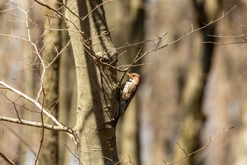 Bird. The northern flicker in spring. Natural scene from state park of Wisconsin.
