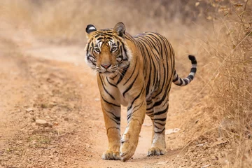 Foto op Plexiglas Tiger Walking in Jungle © Candid Savan