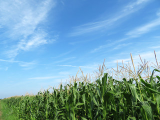 Obraz premium Corn field against blue sky and white clouds. Young corn stalks with cobs, green plants, agricultural industry in summer