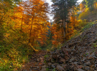Fototapeta premium Autumn forest trees thicket in the mountains