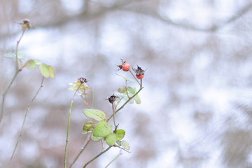 Winter photo of a twig with red rosehip berries and freezing green leaves on a background of blurry snow. Winter realism for your design.