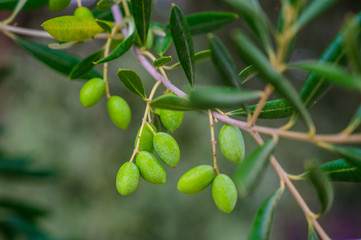 Olive Tree Leaves Closeup in a field in Greece for olive oil production. Mediterranean food.