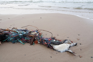 Two waterfowl died, entangled in a fishing net. Sea waves they are washed ashore. The third bird is...