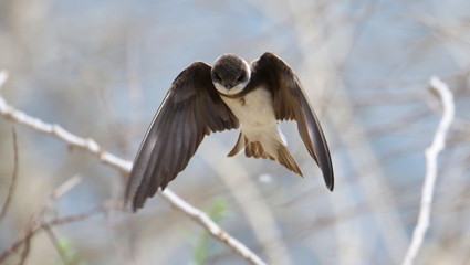Beautiful swallow Sand Martin in flight, riparia riparia