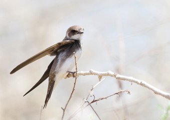Swallow Sand Martin on branch background, riparia riparia