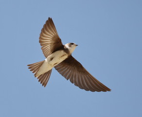 Beautiful swallow Sand Martin in flight, riparia riparia