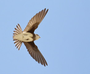 Beautiful swallow Sand Martin in flight, riparia riparia