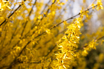 A branch with blossoming yellow flowers in focus on a background of blurry tilted branches with yellow flowers. Photo taken close up for your design.