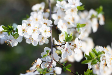 White blossoming flowers and small green leaves on the branches of a pear. Some flowers are in focus, some are blurred. Riot of spring for your design.