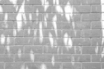 Abstract gray shadow background of natural leaves tree branch falling on white brick wall texture for background and wallpaper, black and white tone