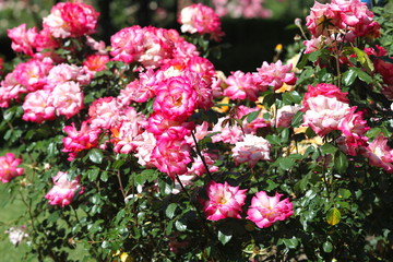 Obraz premium Beautiful pink rose bushes in the sun
