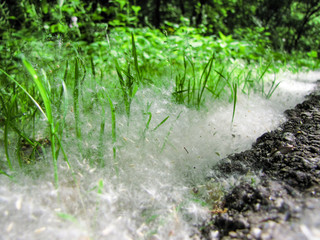 Obraz premium Cottonwood Fluff at the Edge of an Asphalt Trail