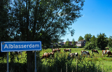 Alblasserdam, paese in Olanda.
Paesaggio naturale, mucche che brucano l'erba.
Sullo sfondo villette olandesi.
Viaggio nei borghi olandesi.
