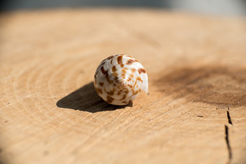 Shell of a conch on slice of wood