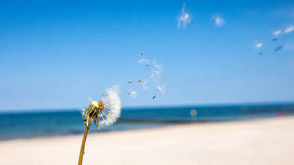 dandelion on the beach
