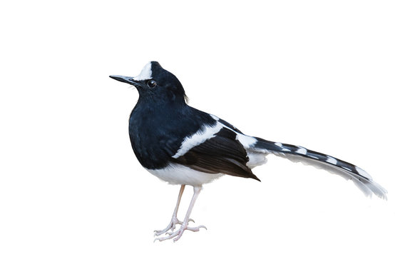 Northern White-crowned Forktail bird on white background.
