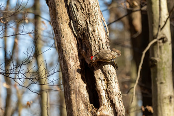 Bird. The northern flicker in spring. Natural scene from state park of Wisconsin.