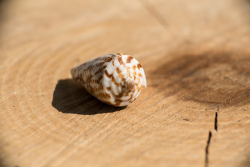 Shell of a conch on slice of wood