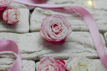 
Pink rose with satin ribbon on a light background