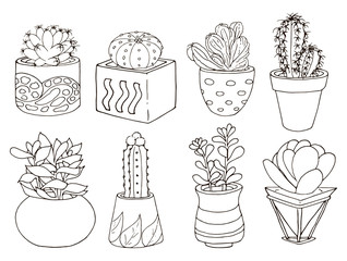 Indoor plants. Cacti and succulents. Various in shape and texture.