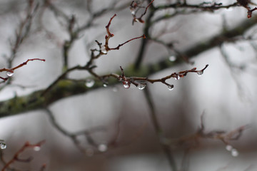Beautiful branch of hawthorn with raindrops in spring