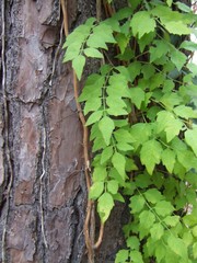 ivy on a tree
