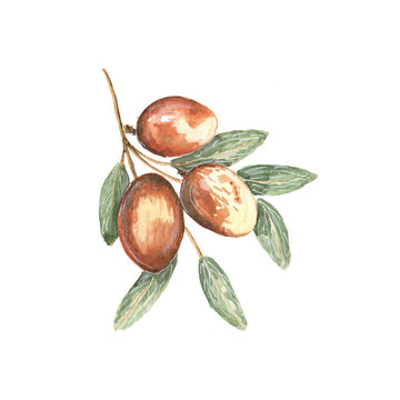 Illustration watercolor jujube on white background
