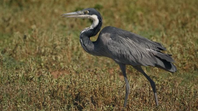 Black Headed Heron catching insect prey in slow motion