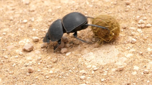 Closeup of Flightless Dung Beetle rolling dung on dirt road