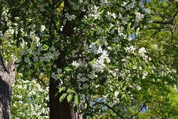 Tree branches with white flowers of Malus baccata or Siberian crab apple, in the garden.