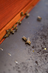 Arbeitsbiene beim Aufräumen mit Bienen auf dem Flugbrett einer Bienenbeute mit Honigbienen in einer Imkerei