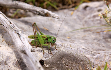 Green grasshopper in Durmitor National Park