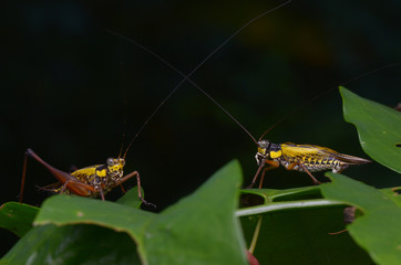 macro image of beautiful crickets - Nisitrus vittatus