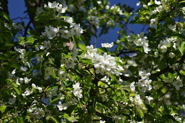 Tree branches with white flowers of Malus baccata or Siberian crab apple, in the garden.