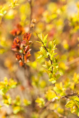 Spring branches of bushes with colored leaves