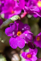 Obraz na płótnie Canvas Close up of purple primrose flower