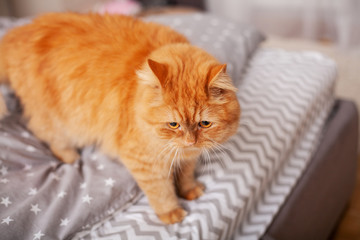 Red cat on bed of young couple in bedroom