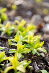 The first green shoots make their way out of the ground