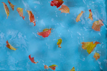 Naklejka na ściany i meble Colorful leaves on blue bubbling water. Texture, background, abstraction