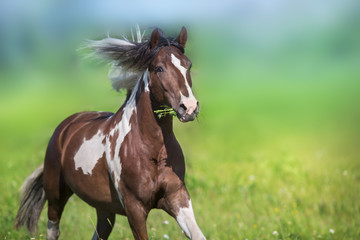 Naklejka na ściany i meble Pinto horse with long mane run gallop close up on green meadow