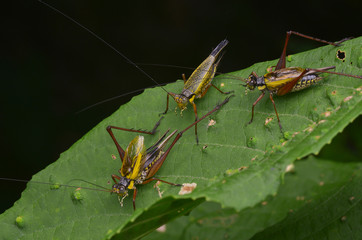 macro image of beautiful crickets - Nisitrus vittatus